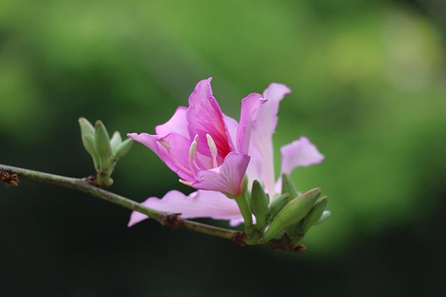 紫荆花:(台湾是什么花为标志?)